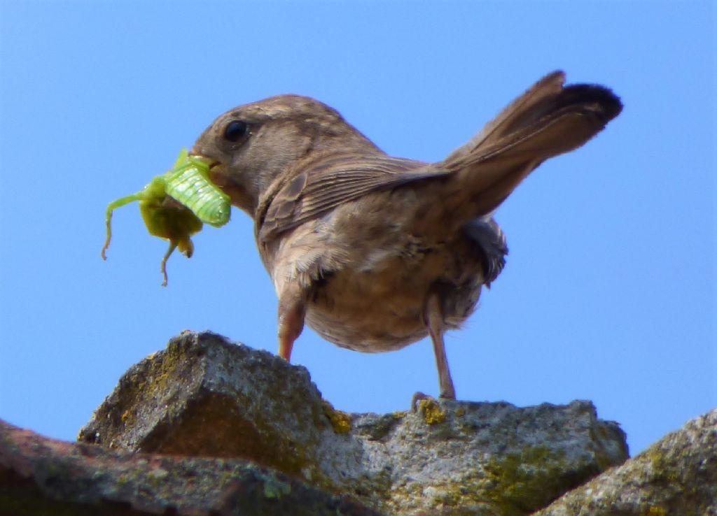 Cibo per Passeri